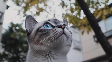 A cat gazes upwards with beautiful blue eyes and intense curiosity photo