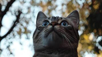 A beautiful cat looking up into the autumn sky gracefully photo