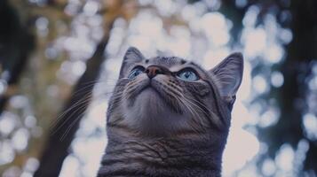 A curious tabby cat gazes upwards towards the light photo