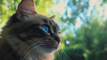 A beautiful cat gazes attentively at something outdoors in nature photo