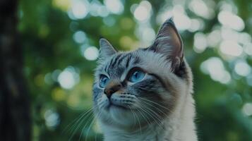 An adorable cat gazes upwards with captivating vibrant blue eyes photo