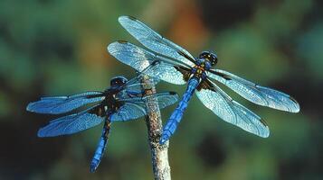 Two dragonflies are perched on a small branch in the sunlight photo