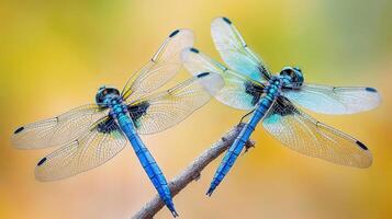 Two beautiful dragonflies are perched on a small brown branch photo