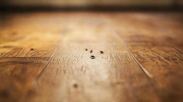 Several tiny insects are crawling upon a wooden floor surface photo