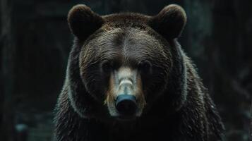 A close up portrait of a brown bear looking directly forward photo