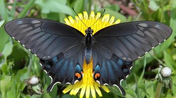 A beautiful dark butterfly resting on a vibrant yellow flower photo