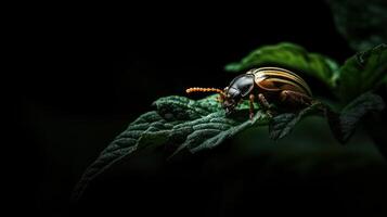 A striped beetle is resting on top of a green leaf photo