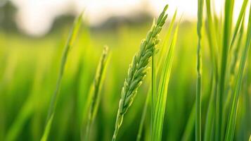 A close up image showing rice plants in the field photo