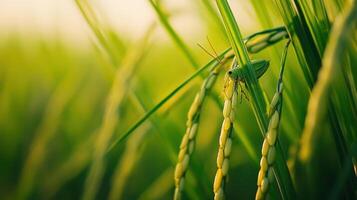 A vibrant green grasshopper rests among golden cereal grains photo