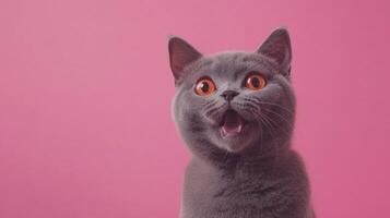 A gray cat with orange eyes looks surprised against pink photo
