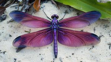 A vibrant purple dragonfly rests gracefully on soft white sand photo