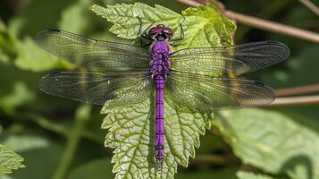A purple dragonfly rests on a green leaf in the sunshine photo