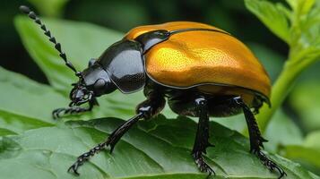 A close up image of a beautiful colorful beetle photo