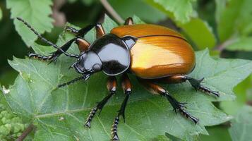 A colorful insect with shiny shell resting on a green leaf photo