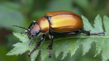 A vibrant metallic beetle is perched upon a textured green leaf photo