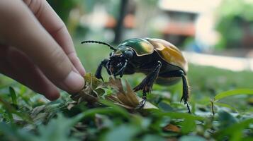 A colorful beetle is observed closely by a human hand photo