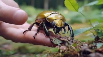 A close up photograph showing a beautiful beetle in natural light photo