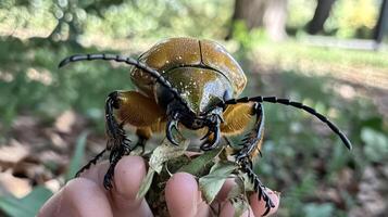 A large beetle rests on a hand amidst some foliage photo