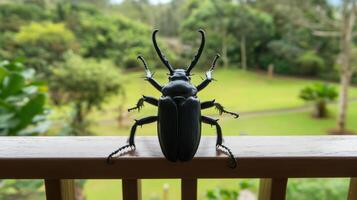 A Large Black Insect Posing on a Wooden Railing Outside photo