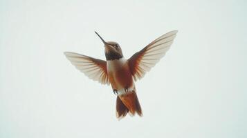 A hummingbird with open wings is displayed from below in flight photo