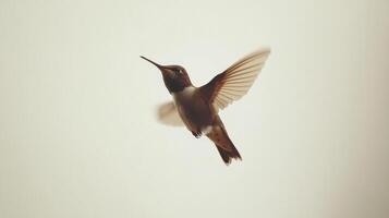 A hummingbird in flight with outstretched wings against a bright background photo