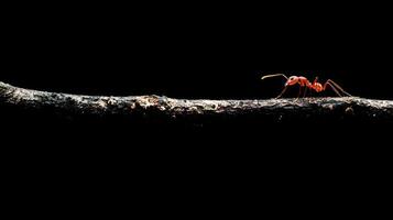 A solitary red ant walking on a dark textured wooden branch photo