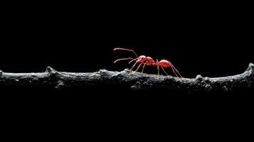 A single red ant traversing a rough branch in dark space photo