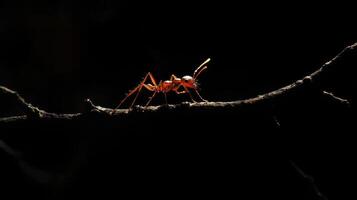 A solitary red ant is seen poised upon a small dark branch photo