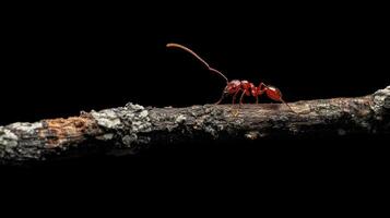 A macro photograph of a red ant crawling on a twig photo