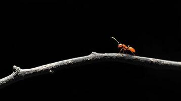 An orange ant is walking on a curved brown tree branch photo