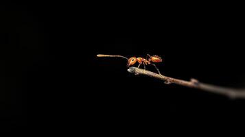 A small orange insect is resting upon a thin brown branch photo