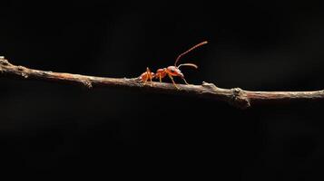 A small red ant is walking along a brown branch photo