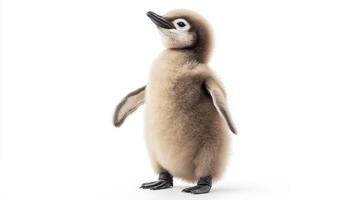 A small fluffy baby penguin standing on a bright white background photo