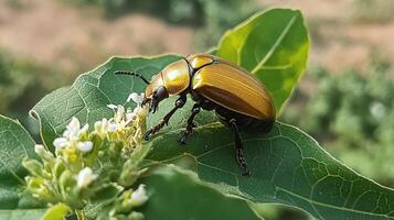 A golden beetle resting on a green leaf and some white flowers photo