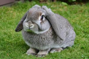 Grey Lop Eared Rabbit Sitting In Green Grass photo