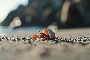 Hermit Crab Emerging From Seashell On Sandy Beach photo