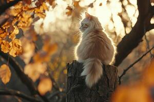 Fluffy Cat Sitting On Tree Stump Autumn Leaves photo