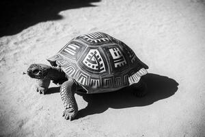 Ornate Tortoise Walking On Light Grey Sand photo