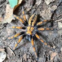 Orange and Black Tarantula Spider on Ground photo