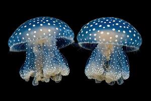 Two Spotted Jellyfish Swim Side By Side photo
