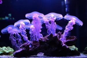 Glowing Purple Jellyfish Illuminated In Aquarium Tank photo
