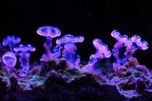 Glowing Purple Jellyfish Cluster on Reef photo