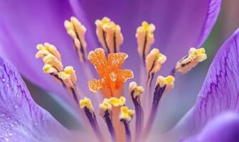 A close up of a purple flower with a yellow center photo