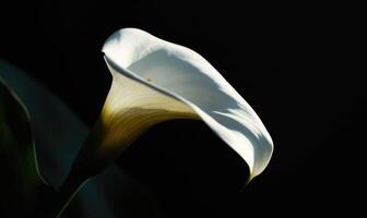a white calla lily is shown in the dark photo