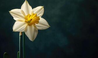 A single white flower with yellow petals is the main focus of the image photo
