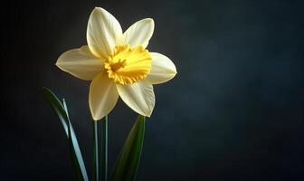 A yellow flower with a dark background photo