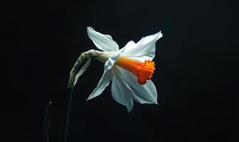 A white flower with an orange tip is the main focus of the image photo