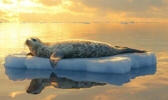 a seal is sitting on an ice floe in the ocean photo