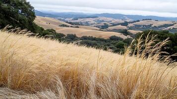 Golden Grassland Overlooking Rolling Hills and Distant Mountains. photo