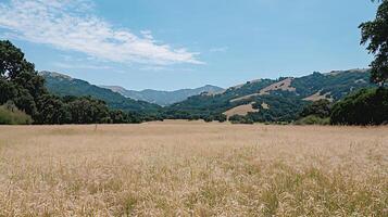 Golden Wheat Field in Rolling Hills Landscape. A picturesque view of a sun-drenched field under a clear blue sky. photo
